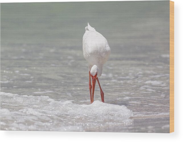 Naples Wood Print featuring the photograph White Ibis by Peter Lakomy