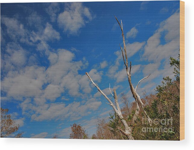 Grassy Waters Preserve Wood Print featuring the photograph 53- Everglades Afternoon by Joseph Keane