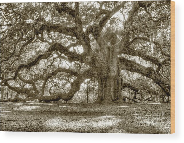 Live Oak Wood Print featuring the photograph Angel Oak Live Oak Tree by Dustin K Ryan