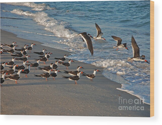 Black Skimmers Wood Print featuring the photograph 30- Black Skimmers by Joseph Keane