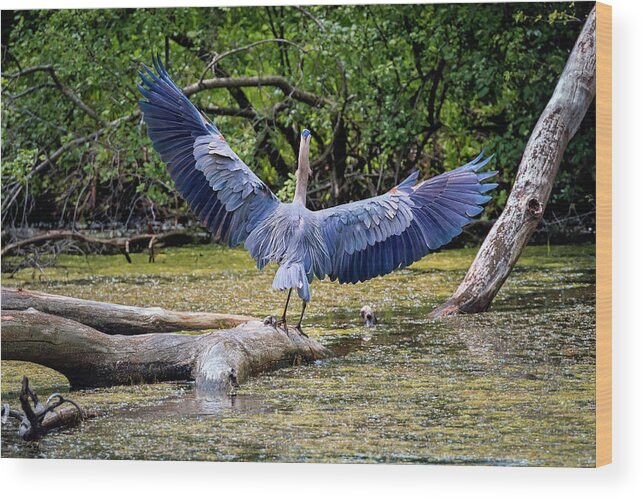 Animal Wood Print featuring the photograph Blue Heron by Peter Lakomy