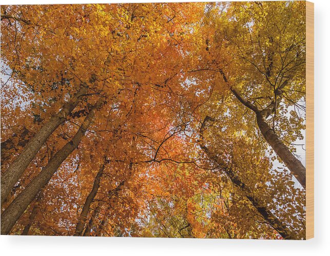 Park Wood Print featuring the photograph Fall foliage #6 by SAURAVphoto Online Store