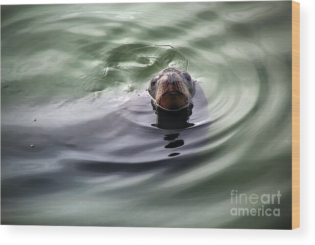 Harbor Seal Wood Print featuring the photograph San Francisco, California #6 by Wernher Krutein