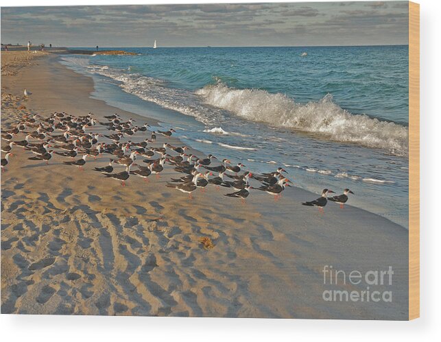 Black Skimmers Wood Print featuring the photograph 67- Ready For Takeoff by Joseph Keane