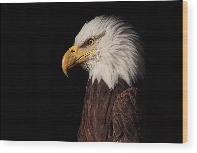 Animal Wood Print featuring the photograph Bald Eagle #7 by Brian Cross