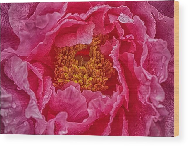 Paeonia Lactiflora Wood Print featuring the photograph Chinese peony macro background #7 by Karen Foley