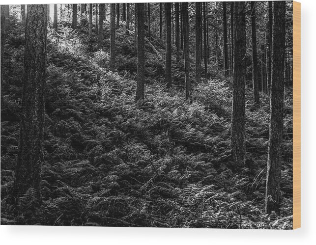 Forest Wood Print featuring the photograph Forest #7 by Elmer Jensen