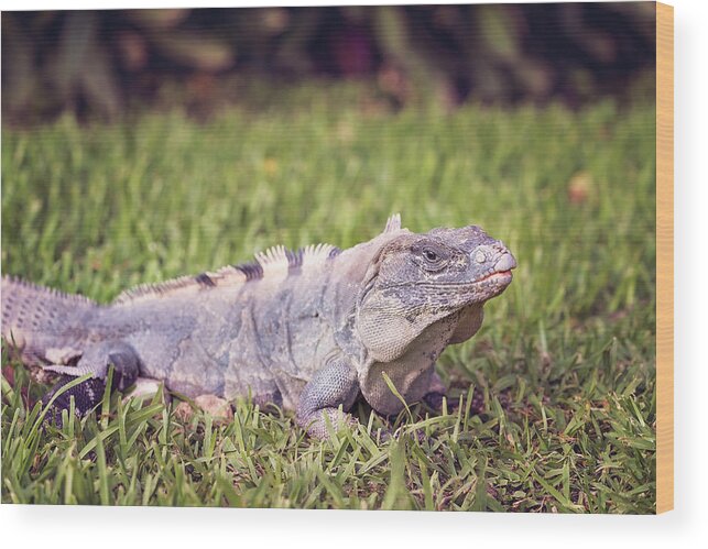 Animal Wood Print featuring the photograph Iguana #7 by Peter Lakomy