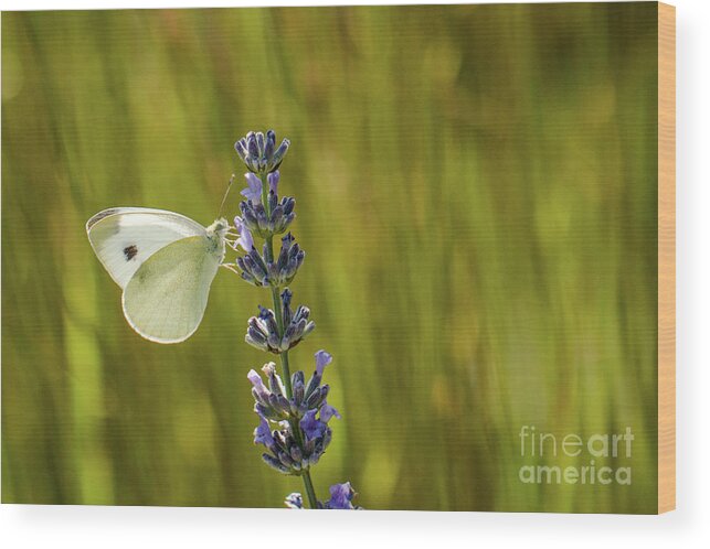 Animal Wood Print featuring the photograph Pieris brassicae, the large white, also called cabbage butterfly by Amanda Mohler