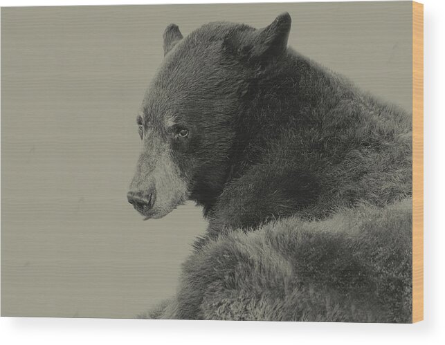 Animal Wood Print featuring the photograph Black Bear #8 by Brian Cross