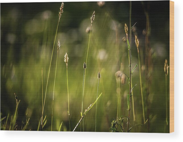 Field Wood Print featuring the photograph Daisy Flower Bloom On A Meadow In Summer #8 by Alex Grichenko