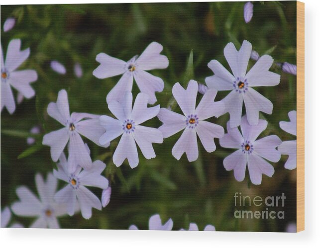 Spring Wood Print featuring the photograph Flowers #8 by Deena Withycombe