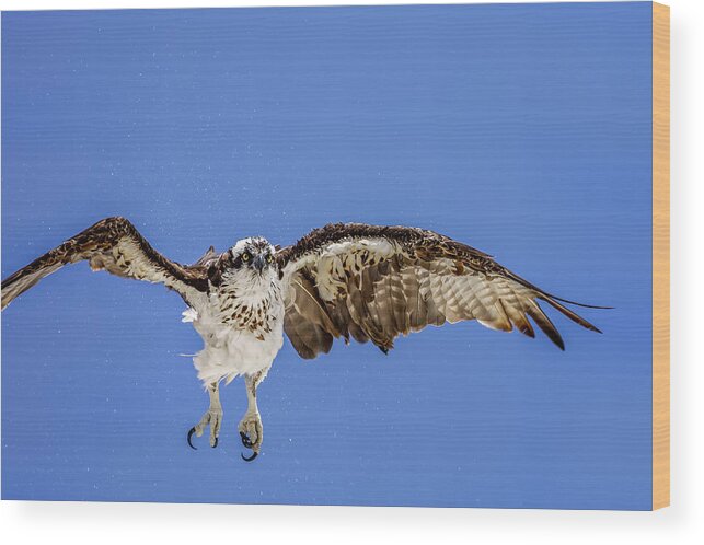 Naples Wood Print featuring the photograph Osprey #9 by Peter Lakomy
