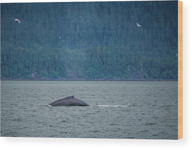 Tail Wood Print featuring the photograph Whale Watching On Favorite Channel Alaska #9 by Alex Grichenko