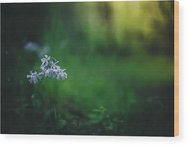 Forest Wood Print featuring the photograph A Bit Of Forest Magic by Shane Holsclaw