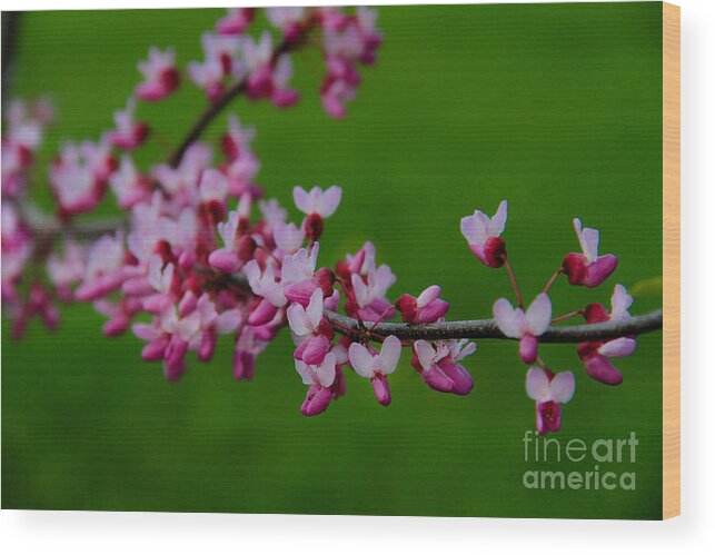 Spring Wood Print featuring the photograph A Branch of Spring by Roger Becker