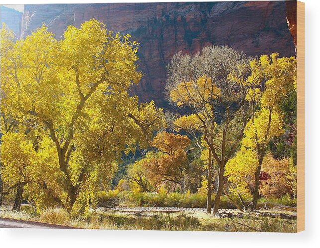 Autumn Wood Print featuring the photograph A Bright Gathering of Trees by Patricia Haynes