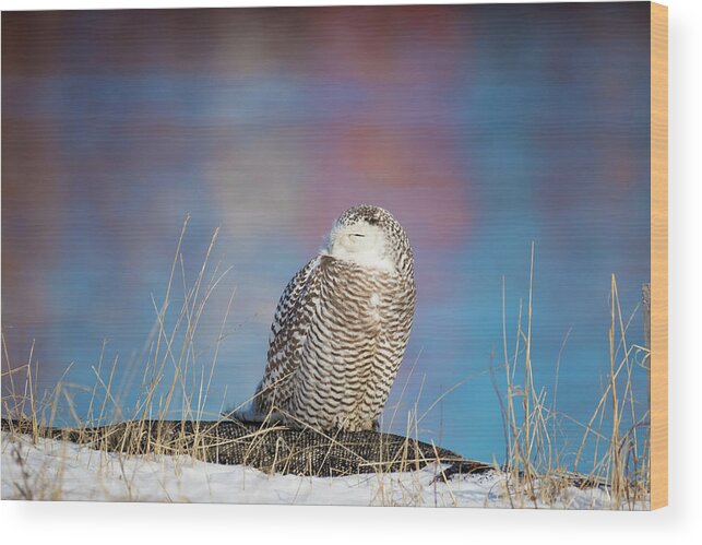 Snowy Owl Snowyowl Owls Colorful Water Atlantic Ocean Providence Ri Rhode Island New England Newengland Outside Outdoors Nature Natural Wild Life Wildlife Reflections Water Sea Seaside Snow Closeup Bird Ornithology Wood Print featuring the photograph A Colorful Snowy Owl by Brian Hale