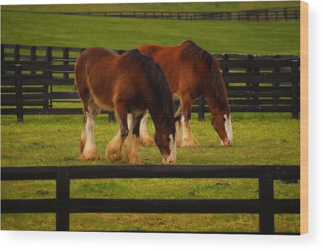 Horses Wood Print featuring the photograph A Day at the Park by Beth Collins