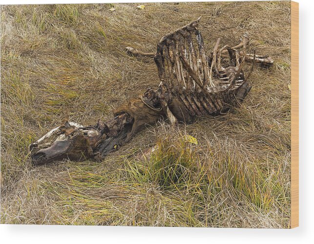 Bones Wood Print featuring the photograph A Death in the Natural World by Belinda Greb