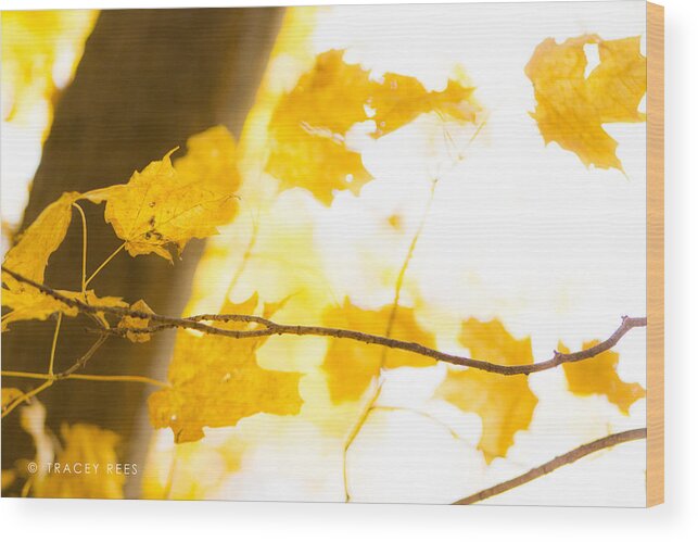 Tree Wood Print featuring the photograph A Delicate Balance by Tracey Rees