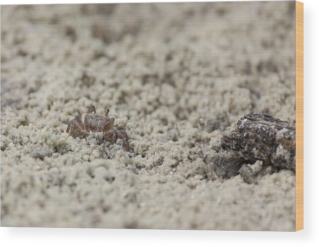  Fiddler Wood Print featuring the photograph A Fiddler Crab in the sand by David Watkins