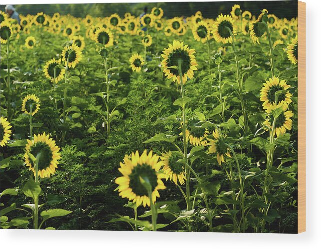 Bloom Wood Print featuring the photograph A Flock of Blooming Sunflowers by Dennis Dame