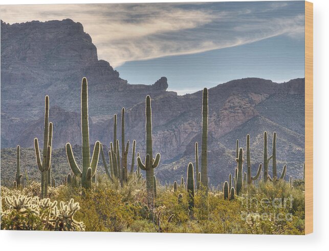 Saguaro Wood Print featuring the photograph A Forest of Saguaro Cacti by Vivian Christopher