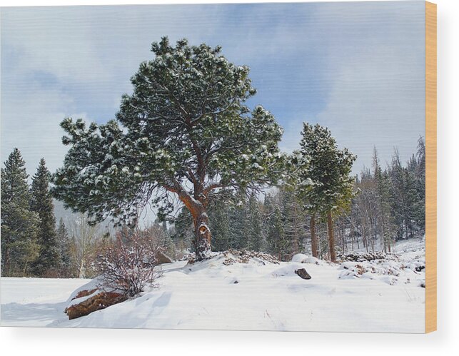 Snow Wood Print featuring the photograph A Fresh Blanket Of Snow by Shane Bechler