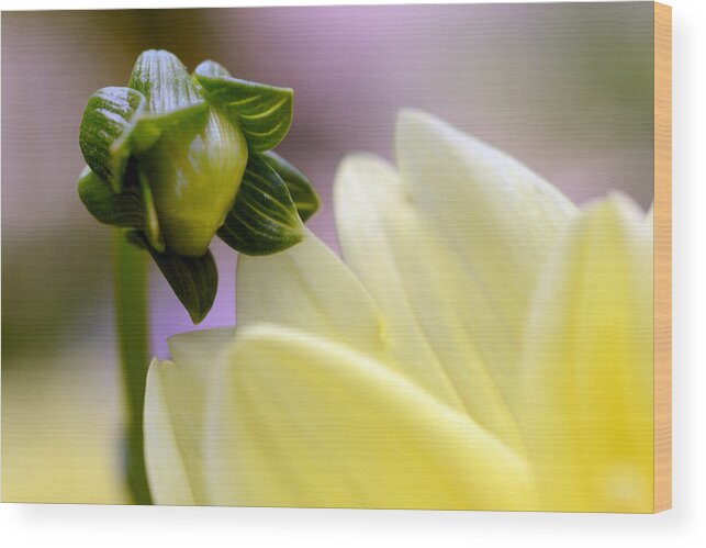 Yellow Dahlia Wood Print featuring the photograph A Look into Adulthood by Wanda Brandon