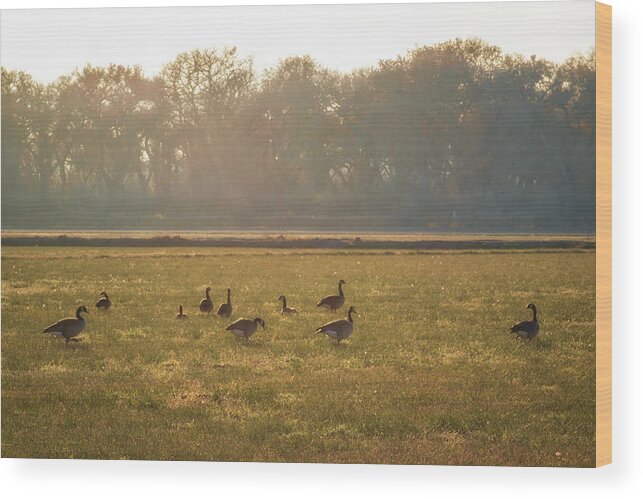 Geese Wood Print featuring the photograph A Golden Dream of Geese by Mary Lee Dereske