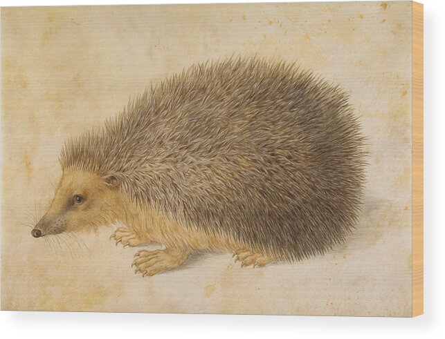 Hans Hoffmann Wood Print featuring the painting A Hedgehog by Hans Hoffmann