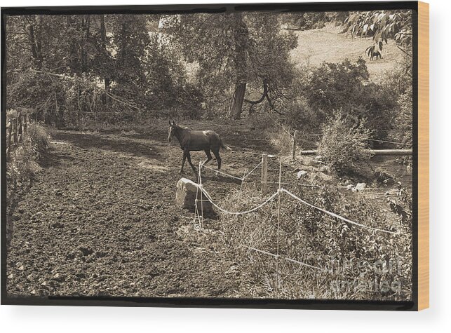 Horse Wood Print featuring the photograph A Horse In The Field by Madeline Ellis