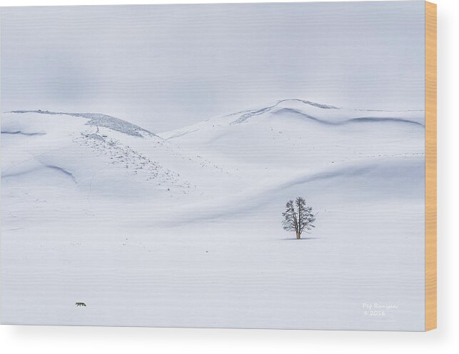 Coyote Alone In Yellowstone National Park Wood Print featuring the photograph A Lonely Life by Peg Runyan