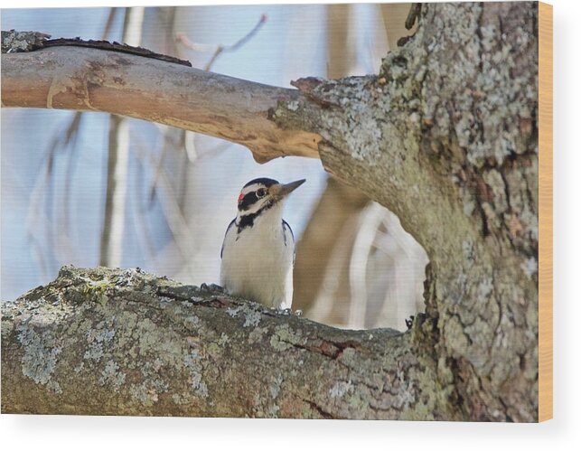 Downey Woodpecker Wood Print featuring the photograph A Male Downey woodpecker 1111 by Michael Peychich