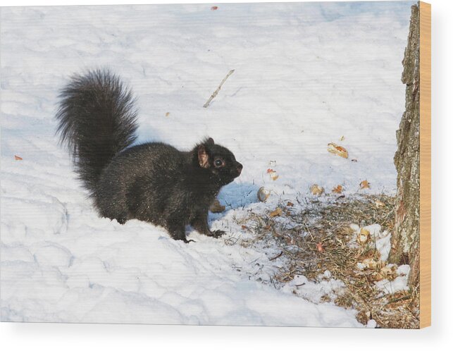 Squirrel Wood Print featuring the photograph A moment of decision by Tatiana Travelways
