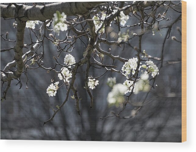 Tree Flowers Wood Print featuring the photograph A New Mood - by Julie Weber