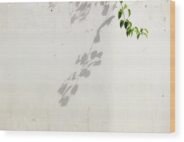 Nature Minimalism Wood Print featuring the photograph A New Relationship by Prakash Ghai