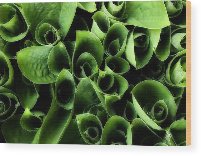 Green Flower Petals Wood Print featuring the photograph A New Season Unfolding by Mike Eingle