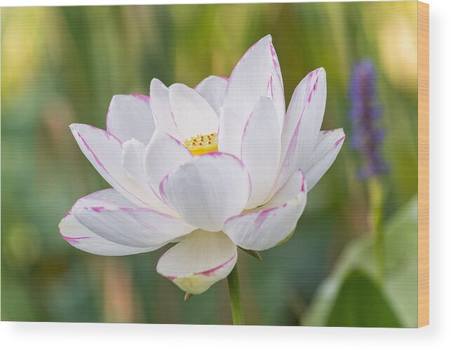 Lotus Wood Print featuring the photograph A Peek at the Soul by Jeff Abrahamson