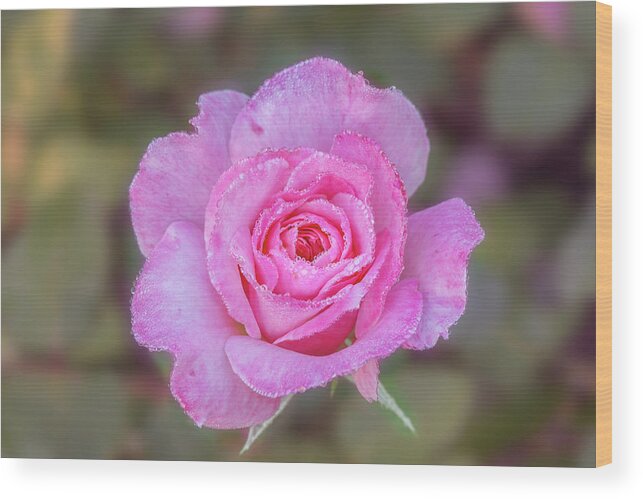 Rose Wood Print featuring the photograph A pink rose kissed by morning dew. by Usha Peddamatham