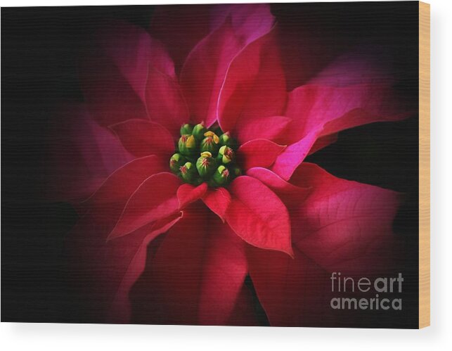 Pink Poinsettia Wood Print featuring the photograph A Poinsettia Portrait by Clare Bevan
