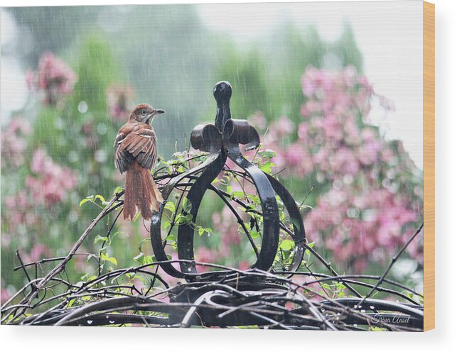 Birds Wood Print featuring the photograph A Rainy Summer Day by Trina Ansel