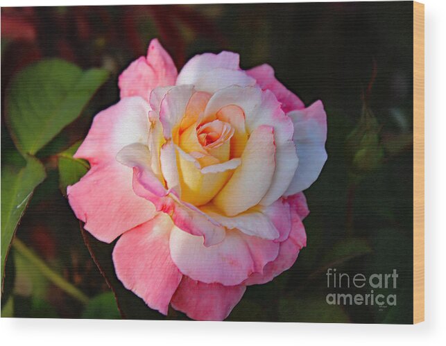 Art Wood Print featuring the photograph A Rose For You by DB Hayes