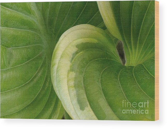 Leaf Wood Print featuring the photograph A Sigh by Marilyn Cornwell
