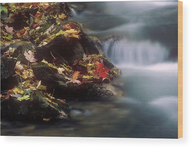 River Wood Print featuring the photograph A Special Place by DArcy Evans