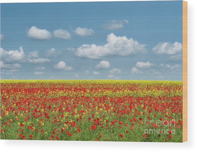 Wildflowers Wood Print featuring the photograph A Splatter of Red by Tim Gainey