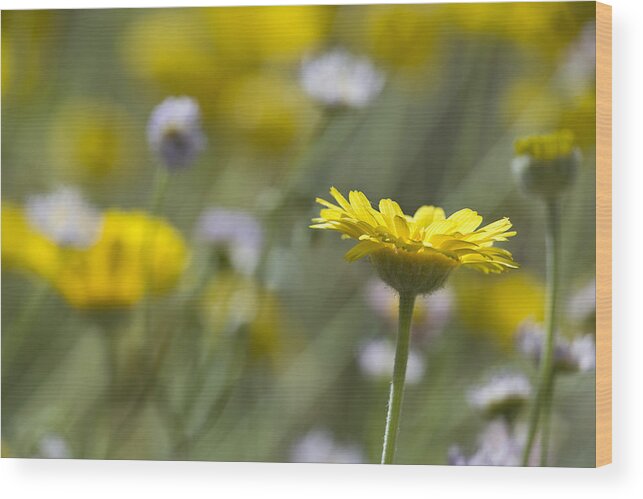 Daisy Wood Print featuring the photograph A Spring Daisy by Sue Cullumber