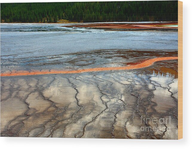 Yellowstone Wood Print featuring the photograph A stream of gold by Robert Pearson