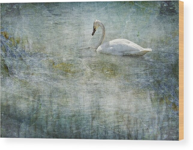 Swan Wood Print featuring the photograph A Swan's Reverie by Belinda Greb